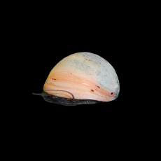 Улитка каска белая (Neritina pulligera)