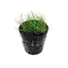 Элеохарис парвула мини (в горшке) (Eleocharis parvula mini)