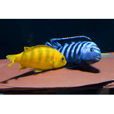 Псевдотрофеус элонгатус (Pseudotropheus elongatus)