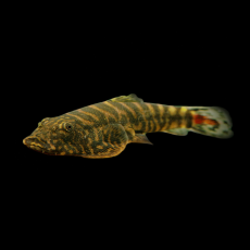 Гастромизон краснохвостый SK2 (Gastromyzon sp. SK2 Red Tail)