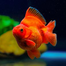 Золотая рыбка Риукин красный (XL)