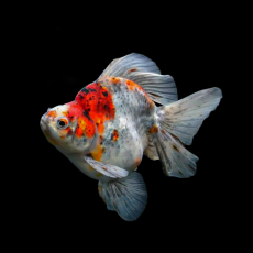Золотая рыбка Риукин ситцевый (XXL) (Carassius auratus)