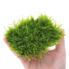 Мох Южная Америка на сетке (7,5х7,5)