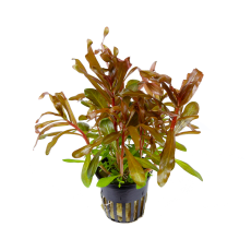 Незея толстостебельная, красная (в горшке) (Nesaea crassicaulis)