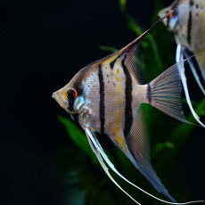 Скалярия Рио Нанай L (Pterophyllum scalare var.)