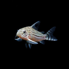 Сом коридорас трилинеатус (Corydoras trilineatus)