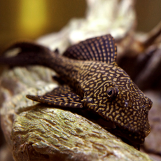 Сом птеригоплихт оранжевый мрамор L (Pterygoplichthys gibbiceps)