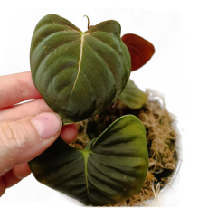 Филодендрон (Philodendron Lupinum)