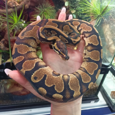 Королевский питон Yellow belly, S-M (Германия)