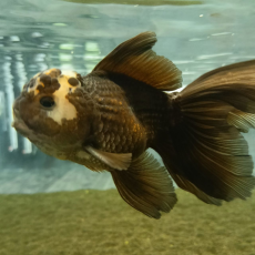 Золотая рыбка Оранда панда М (Carassius auratus var.)