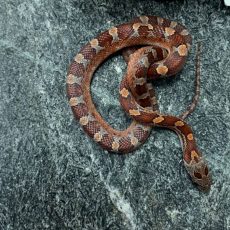 Полоз маисовый Blood Red pied sided