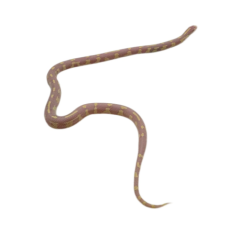 Королевская змея, californiae Albino newport