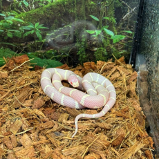 Королевская змея, californiae Albino Banded