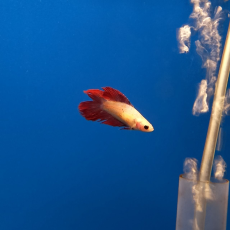 Петушок двухвостый (самка) (Betta Splendens)