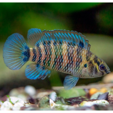 Бадис бадис (Badis badis)