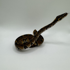 Королевский питон NORMAL HET PIED