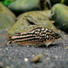 Сом Коридорас напоэнсис (Corydoras napoensis)