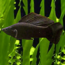 Велифера черная (Poecilia velifera)