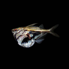 Карнигиелла мраморная, клинобрюшка (Carnegiella strigata)