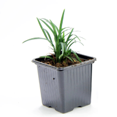 Офиопогон японский карликовый, японский ландыш (Ophiopogon japonicus)