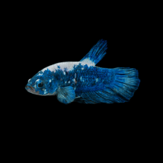 Петушок плакат панда синий (самец) (Betta Splendens)
