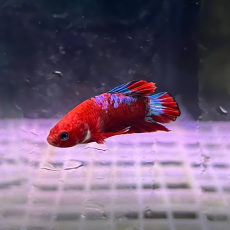 Петушок хеллбой (самец) (Betta Splendens)