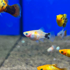 Пецилия "Разбитое сердце" (Xiphophorus maculatus)