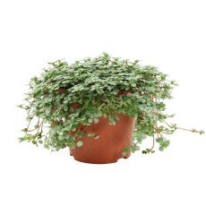 Пилея (Pilea Glauca) СВ