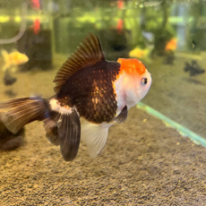 Золотая рыбка Оранда апачи (Carassius auratus var.)