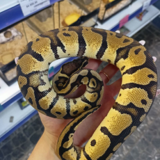 Королевский питон Pastel Королевский питон, S-M (Германия)