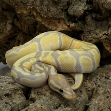 Королевский питон Banana Pastel Fire самка