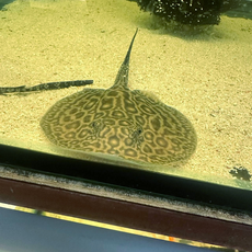 Скат жемчужный (самка) (Potamotrygon jabuti)