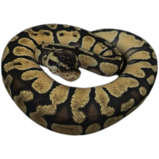 Королевский питон  Pastel Enchi 100% DH Hypo Clown, 50% phet Rainbow