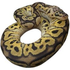 Королевский питон Pastel Clown 100% het Pied, 66% het Lavender Albino