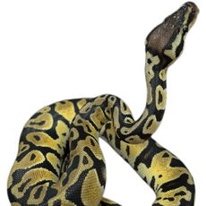 Королевский питон Pastel 100% DH Clown Pied, 66% het Lavender Albino