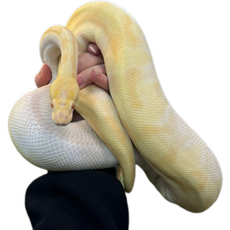 Королевский питон Enchi butter yb albin, S-M (Германия)