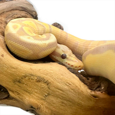 Королевский питон Banana Super pastel Fire самка