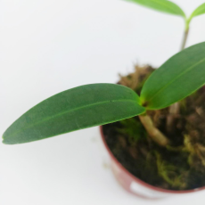 Дендробиум (Dendrobium kingianum)