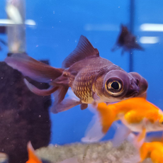 Золотая рыбка Телескоп бабочка черный ML (Carassius auratus var.)