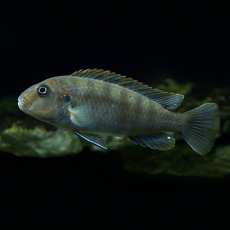Псевдотрофеус Ред Топ Ндумби (Pseudotropheus perspicax var. Red Top Ndumbi)