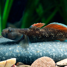Бычок чжоу, алый (Rhinogobius zhoui)
