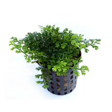 Папоротник Болбитис Гетероклита диформис бэйби лив (с грузом) (Bolbitis sp. Baby Leaf)