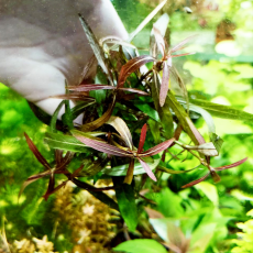 Гигрофила раскрытая (с грузом) Hygrophila ringens