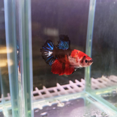 Петушок плакат халфмун Кои Немо (самцы) (Betta splendens)