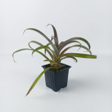 Криптбергия Красная (Cryptbergia rubra)