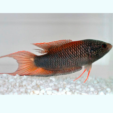 Макропод красноспинный (Macropodus erythopternus)