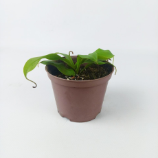 Непентес (Nepenthes sp.)