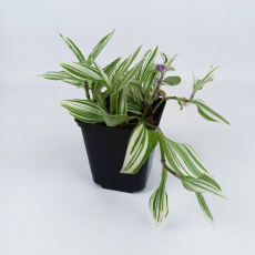 Традесканция (Tradescantia)
