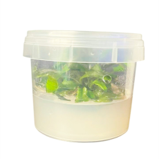 Криптокорина Вендта Тропика (Cryptocoryne wendtii "Tropica") (меристема)