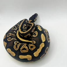Королевский питон (Mojave Yellow Belly), S